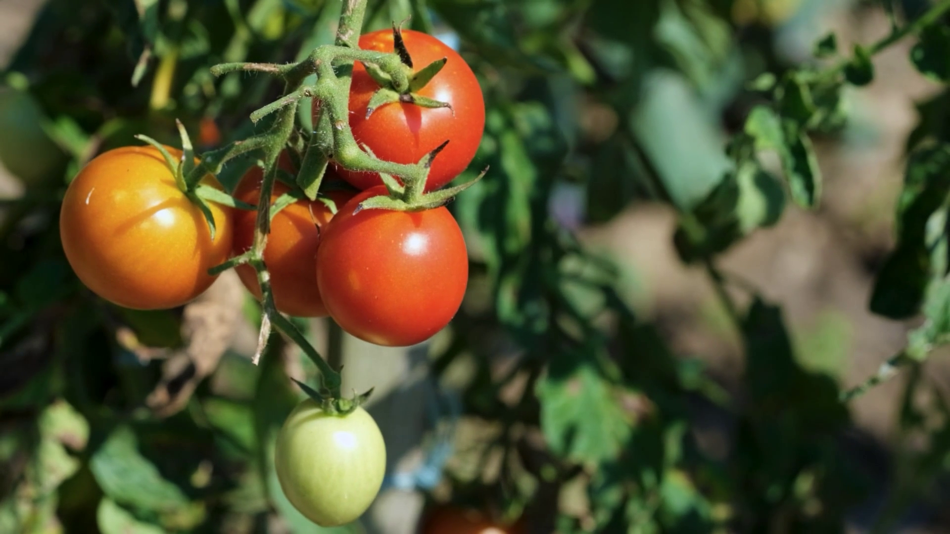 Agricultural background